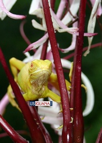 Albino Iguana